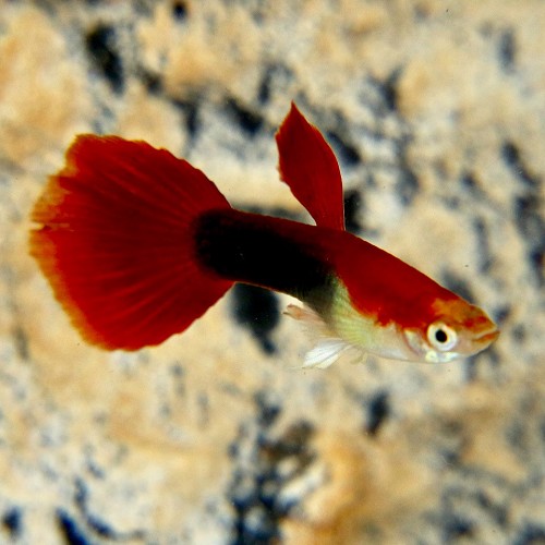 Poecilia reticulatus, Lebistes reticulatus - Guppy male blond tuxedo